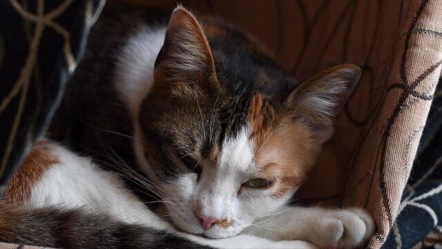 primer plano de gato de tres colores gata durmiendo pero atenta a ruidos