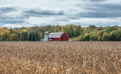 Red barn across the corn field