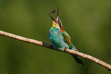 European bee-eater, Merops apiaster. The most colorful bird of Eurasia. the moment of eating prey