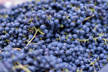 collected wine blue grapes in a basin