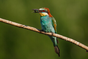European bee-eater, merops apiaster. The bird is sitting on a beautiful branch.