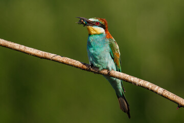 European bee-eater, Merops apiaster. The most colorful bird of Eurasia. The bird caught its prey.
