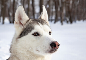 Siberian Husky dog black and white colour with blue eyes in winter