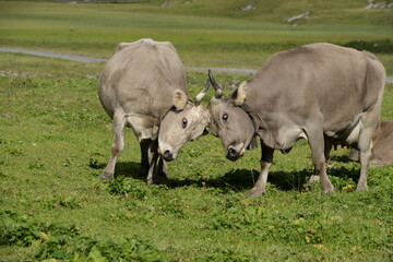 Kühe und Kälber in den Bergen
