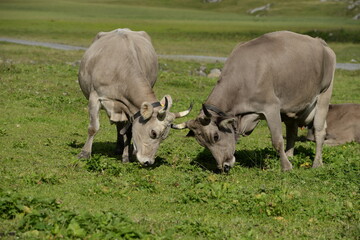 Kühe und Kälber in den Bergen