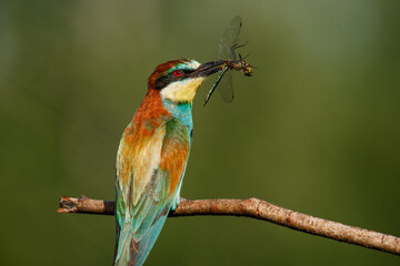 Bee-eater, Merops apiaster. The most colorful bird of Eurasia. A bird caught a dragonfly