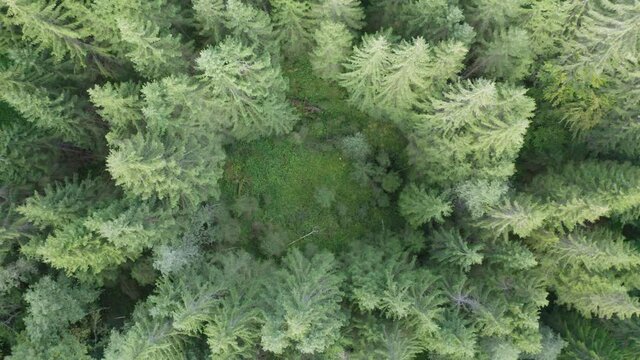 Drohnenvideo drehend &uuml;ber Lichtung im Wald topdown