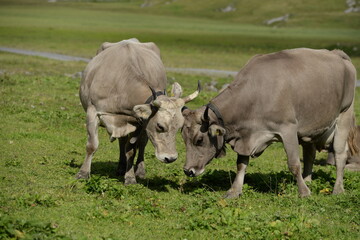 Kühe und Kälber in den Bergen