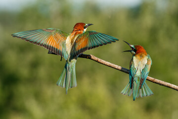 Vital european bee-eater, merops apiaster, landing with wings open wide in summer nature.