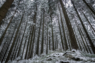 Wald im Winter