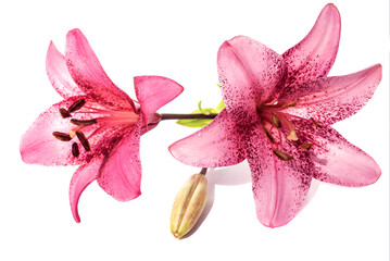 Fototapeta na wymiar Blooming buds of pink-purple lily on an isolated white background.