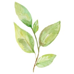 Autumn leaves. Yellow autumn garden leaf, red autumn leaf and fallen dry leaves.