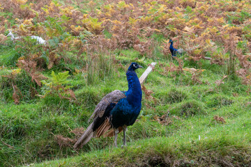Obraz premium A peacock in the grass