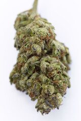Close up of medical and recreational white runts indica sativa strain indoor grown marijuana bud on white background