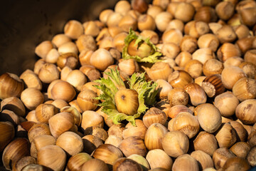 Haselnussernte - gesammelte Haselnüsse als Hintergrundmotiv