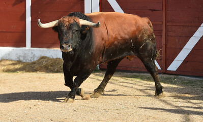 toro bravo español con grandes cuernos corriendo en una plaza de toros durante un espectaculo...