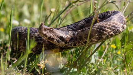 Eine angreifende Sandotter in der Frontale