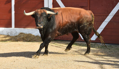 spanish black bull with big horns on spanish bullring  in a traditional spectacle of bullfight