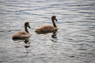 A Mute Swan Cygnet on the water