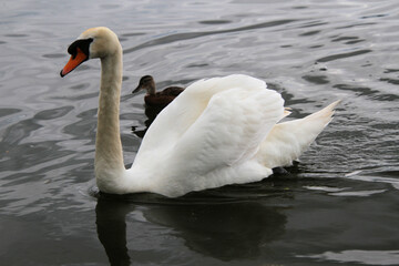 A Mute Swan on the water