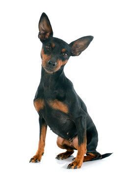 miniature pinscher