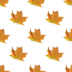 Naklejka na ściany i meble bright yellow maple leaf on a white background. Seamless pattern. Background. Autumn theme.