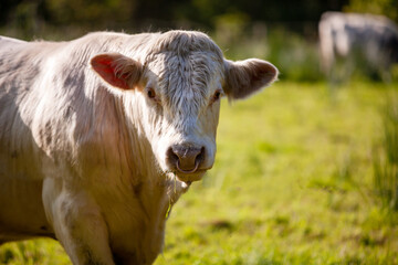 Big white bull walking by a green meadow, with a trees on the background