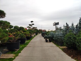 Fototapeta premium Garden center. Garden shop. Sale of plants, trees and flowers. Variety of plants, trees and flowers