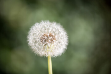 Fototapeta premium A dandelion against a green blurred background outdoors in the soft sunlight wishing hoping shadows 