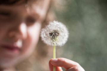 Small child girl holding a dandelion and blowing outdoors in the soft sunlight wishing hoping shadows 