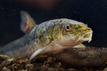 Round-scaled barbell - Barbus cyclolepis is a freshwater fish species in the family Cyprinidae. It...