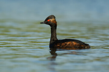 Eared Grebe - Podiceps nigricollis water bird swimming in the water in the red evening sunlight, member of the grebe family of water birds