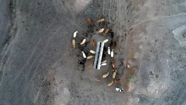 animal, blanco, carne de vaca, contaminaci&oacute;n, espa&ntilde;a, europa, ganado vacuno, granja de ganado, ganado vacuno, objetivos globales, libertad, marr&oacute;n, metano, naturaleza, negro, pasto, vacas, verdes