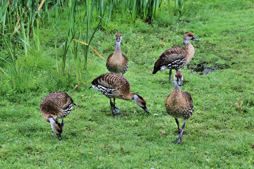 A view of a Whistling Duck on the grass