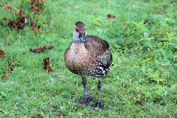 A view of a Whistling Duck on the grass