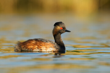 Eared Grebe - Podiceps nigricollis water bird swimming in the water in the red evening sunlight, member of the grebe family of water birds