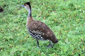 A view of a Whistling Duck on the grass