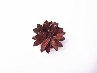 spruce cone isolated on a white background