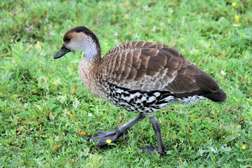 A view of a Whistling Duck on the grass