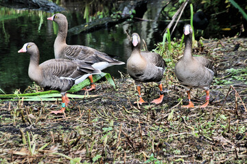 A view of some White Fronted Geese