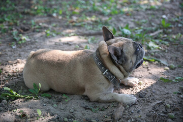 French Bulldog lies on the ground in the park, the dog is resting