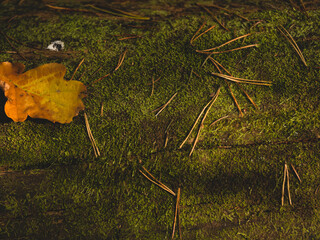 moss, Christmas tree needles and autumn oak leaf. autumn theme