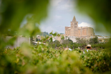 vendimia de uva Premsal, finca de Camí de felanitx, Celler Mesquida-Mora, Porreres, Mallorca,...