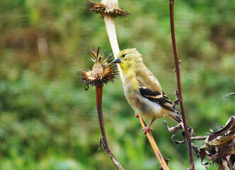 Bird eating seeds
