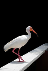 White Ibis