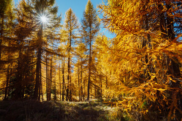 Fototapeta na wymiar Golden forest in the glow of the sun. Splendid autumn landscape in Val Gardena.