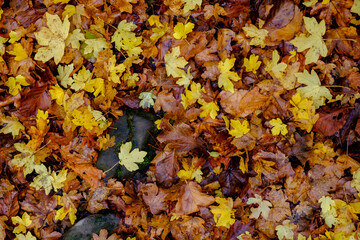 hojas de arboles caducifolios, sendero de Zuriza, valle del rio Veral, Parque natural de los Valles Occidentales, Huesca, cordillera de los pirineos, Spain, Europe