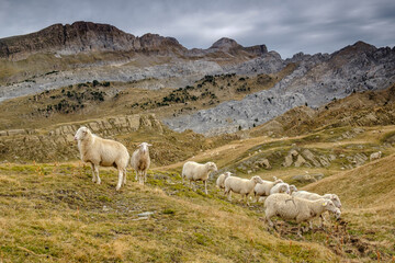 rebaño de ovejas, Linza, Parque natural de los Valles Occidentales, Huesca, cordillera de los...