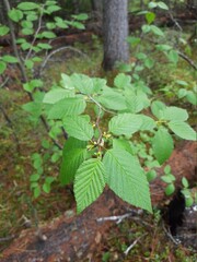 Fototapeta premium leaves in the forest