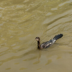 A bird that looks like an ancient creature